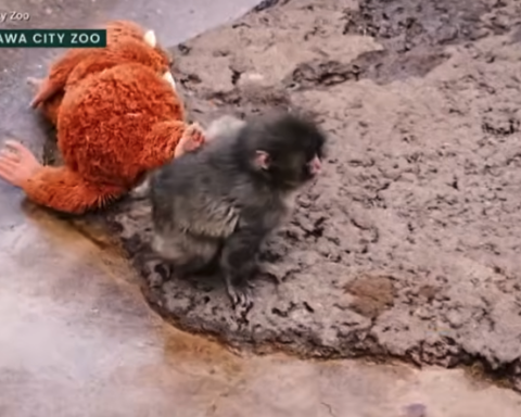 Punch the monkey
